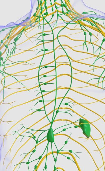 Lymphatic system